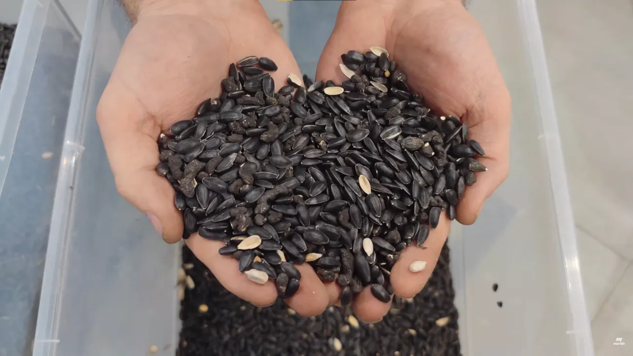 семена подсолнечника и склероция семена подсолнечника и склероция